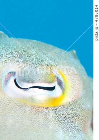 イカの目 4785014