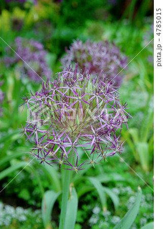 アリウム　クリストフィー 4785015