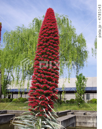 珍種の花 珍種の花 4785143