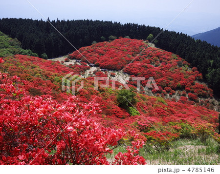 葛城山のつつじ 4785146