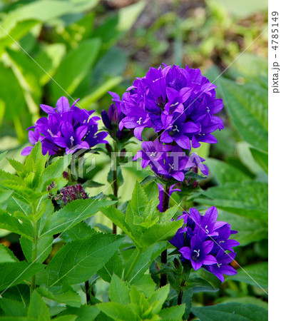 キキョウソウ 4785149