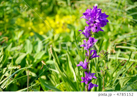 キキョウソウ 4785152