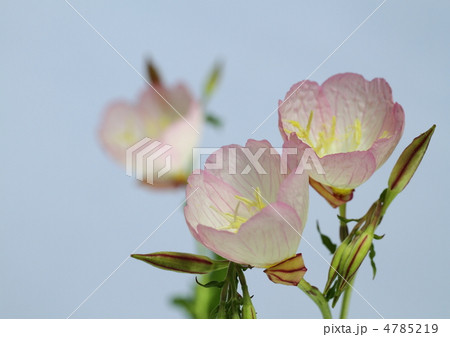 昼咲き桃色月見草 4785219