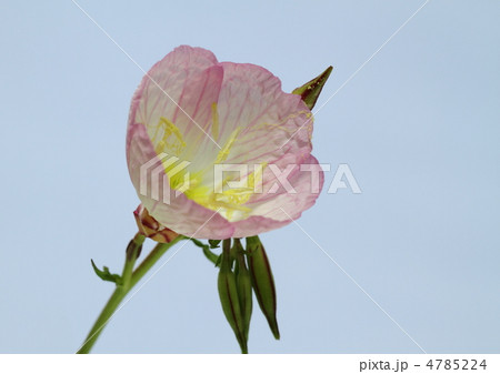 昼咲き桃色月見草 4785224