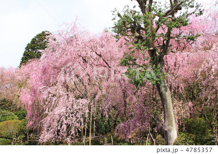 春桜満開の龍安寺 4785357