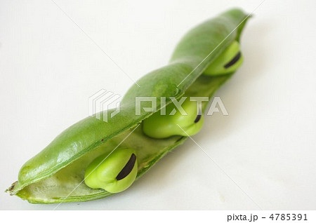 ソラマメ ソラマメ 4785391