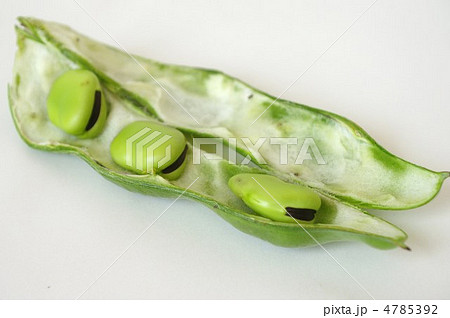 ソラマメ 4785392