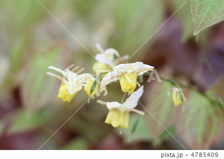 スズフリイカリソウ スズフリイカリソウ 4785409