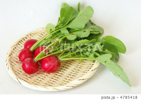 取れたてラディッシュ 取れたてラディッシュ 4785418