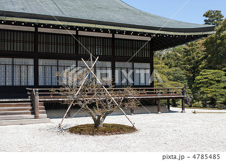 京都大宮御所御常御殿と南庭の白梅 4785485