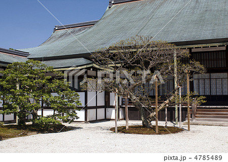 京都大宮御所御常御殿と南庭の紅梅 4785489