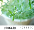 新芽 4785520