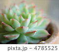 サボテン 4785525