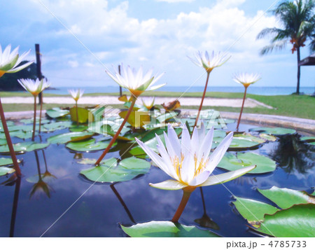 白いスイレン 4785733