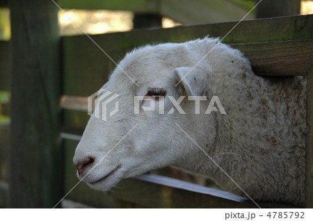ひつじ 4785792