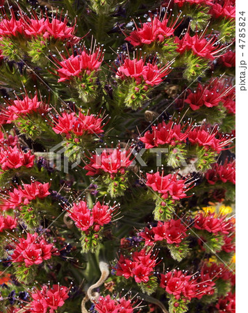 エキウム・ウィルドプレッティー 4785824