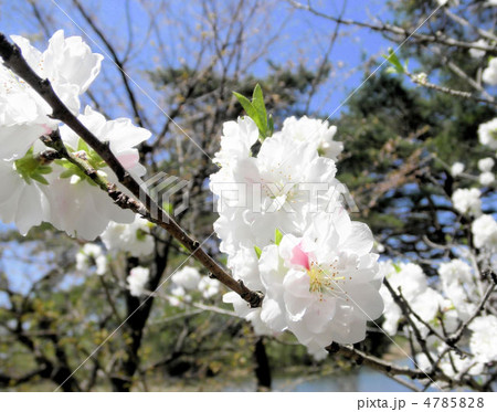 桜　松月（ショウゲツ）　花言葉：精神美 4785828