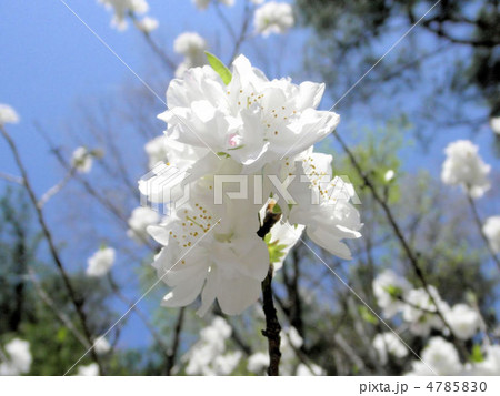 桜 松月 ショウゲツ 花言葉 精神美の写真素材