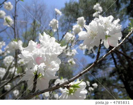 桜　松月（ショウゲツ）　花言葉：精神美 4785831