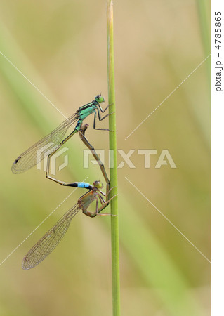 アオモンイトトンボ アオモンイトトンボ 4785865