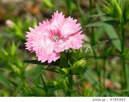 ダイアンサス(ナデシコ) ダイアンサス(ナデシコ) 4785902