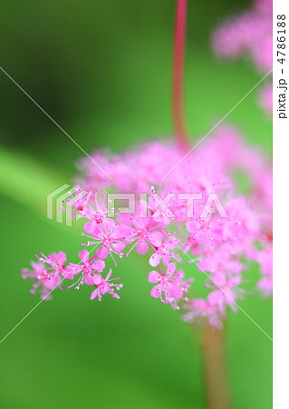 赤花京鹿の子 赤花京鹿の子 4786188