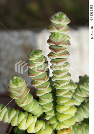 シュジュヒメ シュジュヒメ 4786193