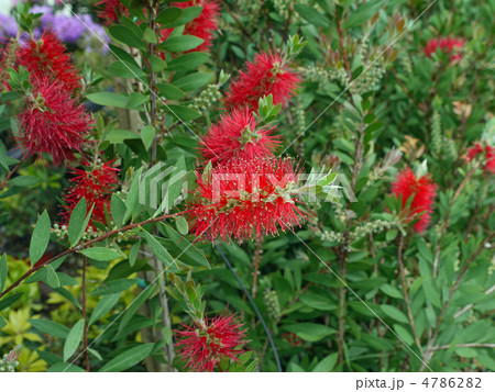 ブラシノキ 4786282