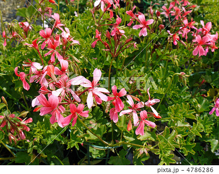 センテッドゼラニウム 4786286