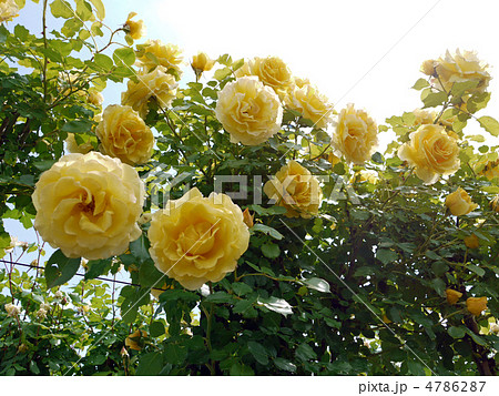 ツルバラ 4786287