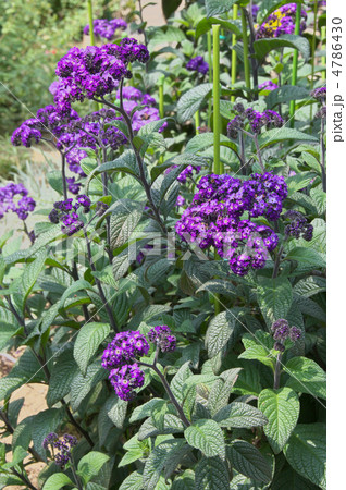 ヘリオトロープ 4786430