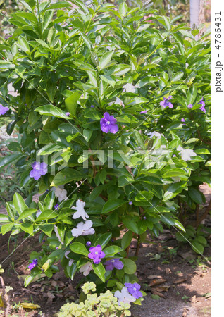 ニオイバンマツリ 4786431