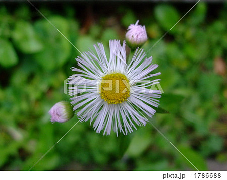 花 ハルシオン の写真素材