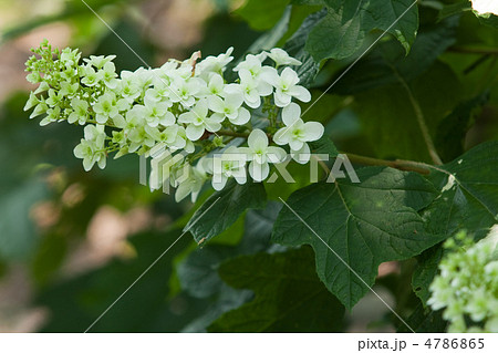 柏葉紫陽花 柏葉紫陽花 4786865