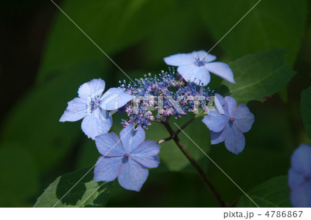 紫陽花 紫陽花 4786867