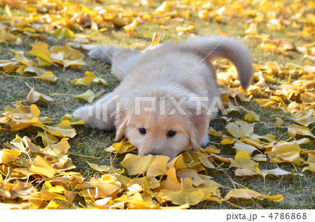イチョウの中で遊ぶ子犬 4786868