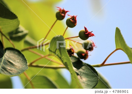 ジューンベリーの実 4786901