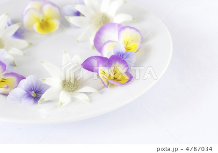 春の花 4787034
