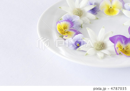 春の花 4787035