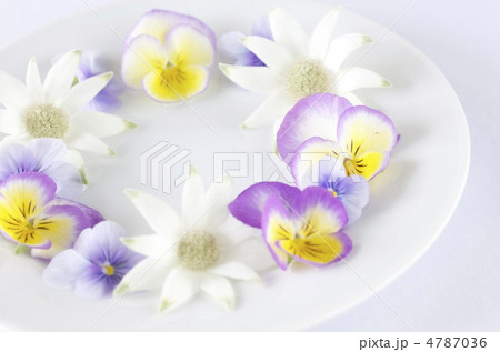 春の花 4787036