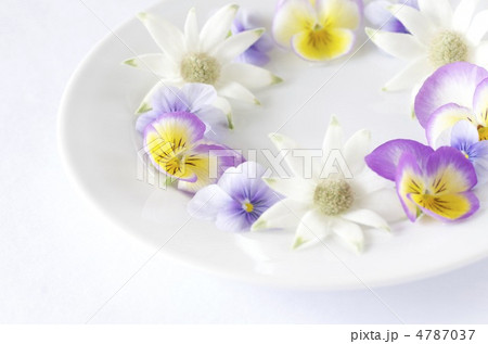 春の花 春の花 4787037