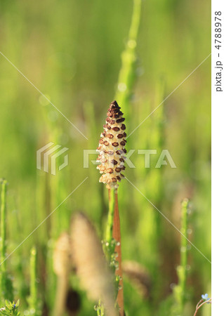 つくし つくし 4788978