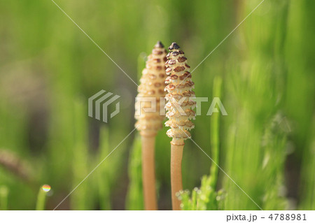 つくし つくし 4788981