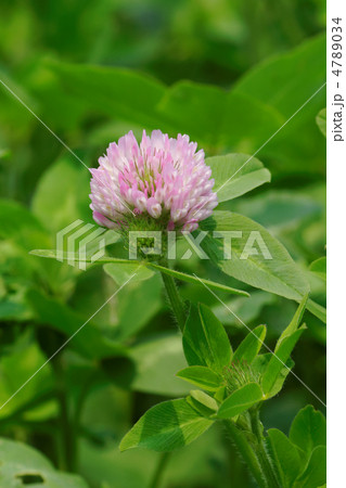舎人公園の草原のピンク色のムラサキツメクサの花 4789034