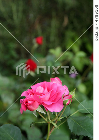 薔薇　～うらら～　 4789108