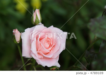 薔薇　～優花～ 4789109