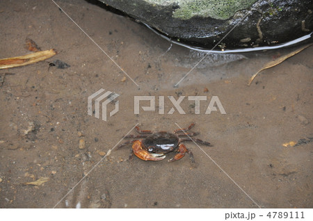 さわがに 4789111