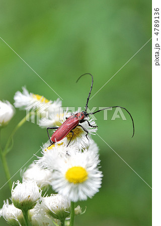 ベニカミキリ ベニカミキリ 4789136