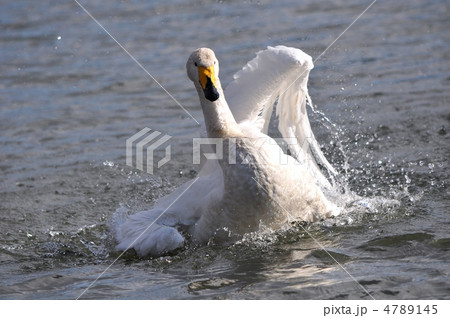水浴びをする白鳥 水浴びをする白鳥 4789145