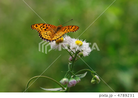 ツマグロヒョウモン蝶と白色の花・春紫苑 ツマグロヒョウモン蝶と白色の花・春紫苑 4789231